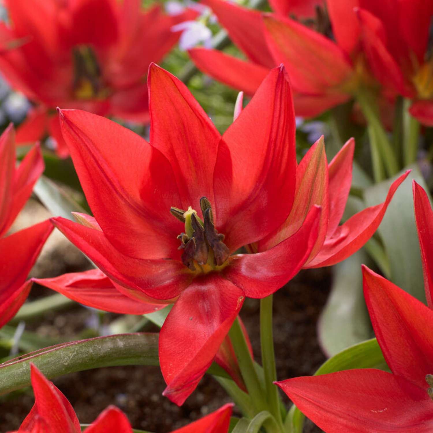 Tulppaani 'Fenna'